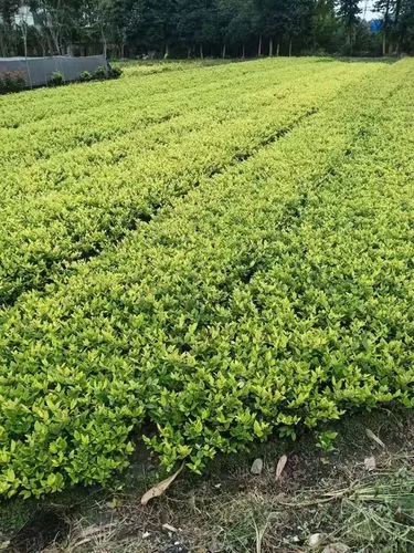 网球拍子能用多久换碳素